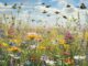 Prairie fleurie abeilles papillons biodiversite