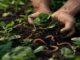 Mains tenant compost riche vers de terre agriculture ecologique