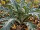 Pied d'artichaut au feuillage gris vert dans un jardin automnal.