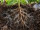 racines de jeune plant entourées de filaments de mycorhizes