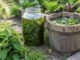 Seau en bois et bocal de feuilles d'ortie en macération dans l'eau, à côté d'une planche de potager