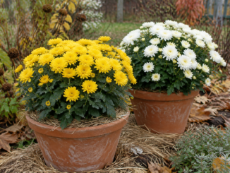 Chrysanthèmes en fleurs jaunes et blancs en pots sur un pas de porte en automne. Illustration générée par IA.