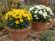 Chrysanthèmes en fleurs jaunes et blancs en pots sur un pas de porte en automne. Illustration générée par IA.