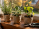 Petits pots recyclés avec des boutures de romarin, sauge et groseillier sur un rebord de fenêtre en lumière d'automne, sécateur à côté