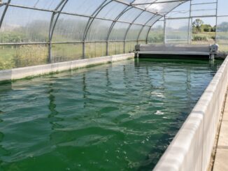 Bassin de culture de spiruline sous serre, avec une allée vide à côté. Illustration générée par IA.